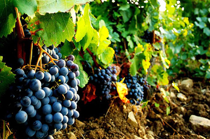 cannonau